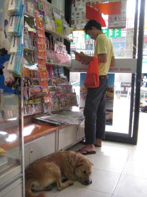 コンビニで犬が寝ている バンコク竹亭日記 楽天ブログ