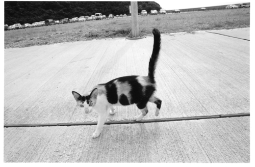 cat3