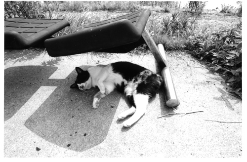 cat4