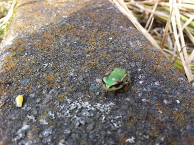 2011.10.1稲刈り2 カエル