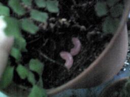 鉢植えに埋めたインカローズ