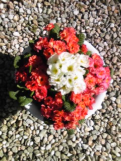 旦那さんからのプレゼントポリアン寄せ植え2