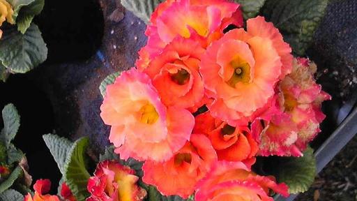 20090309旦那さん温室ポリアン