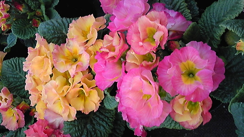 20090309旦那さん温室ポリアン2