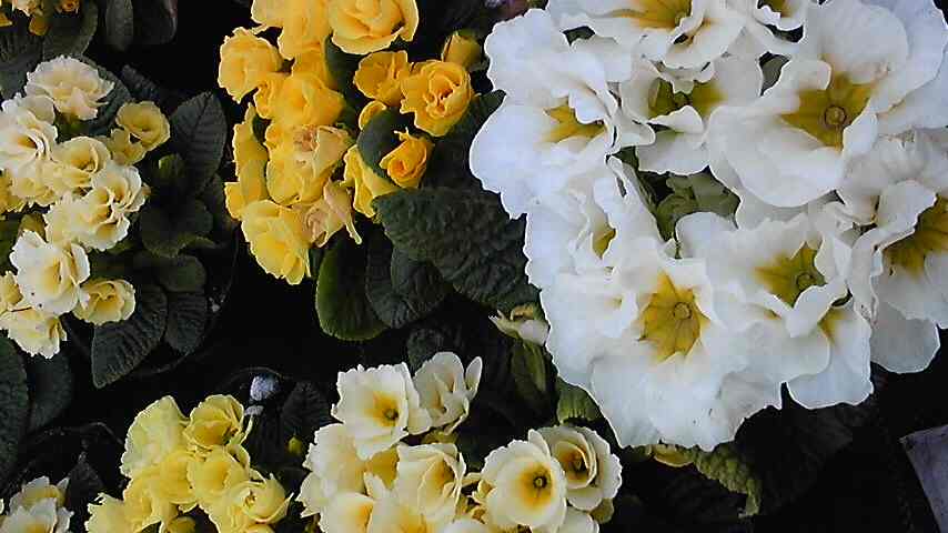 20090309旦那さん温室ポリアン3