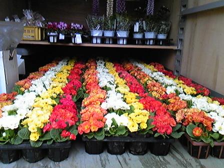 20090309旦那さん温室ポリアン出荷