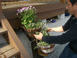 旦那さんが作った花段と寄せ植え