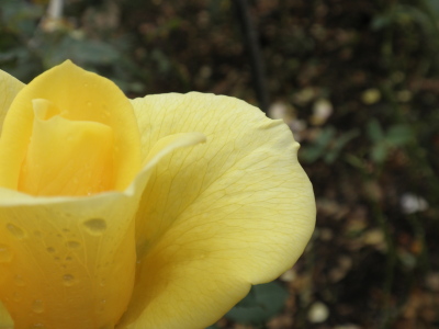 2011.10.23オータムフェア