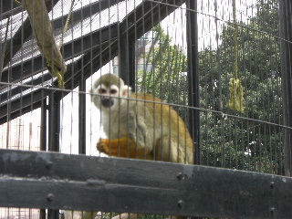 ふれあい動物園4