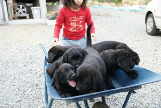 ラブの仔犬たち・・