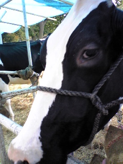 2008年11月7日農業祭り4