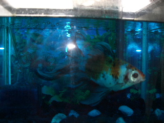 一人ぼっちのフィガロ