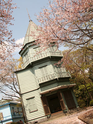 公園の桜