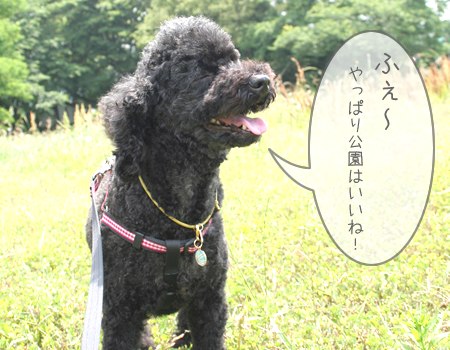 久しぶりの公園はいいね！