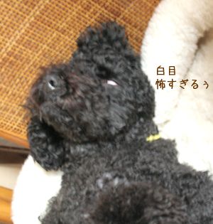 白目・・・