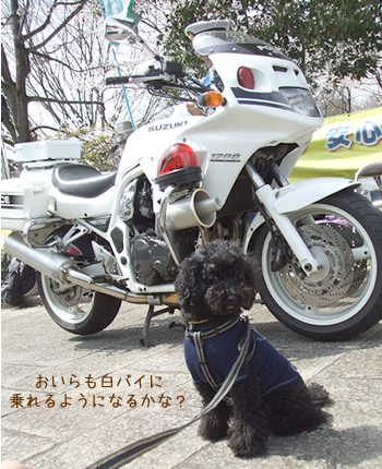 白バイとムーク
