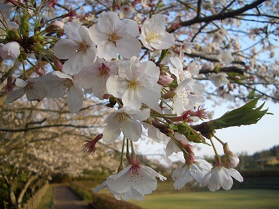 アスレチック公園桜