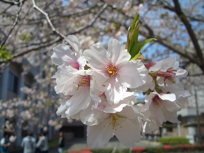 公立大の桜