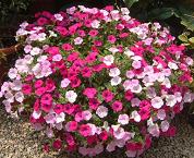 ﾍﾟﾁｭﾆｱ（ｻﾙｻﾐｯｸｽ）