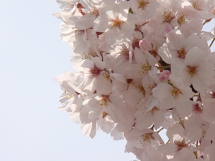 桜