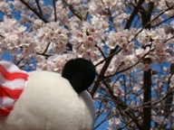 ぱぢゃと桜