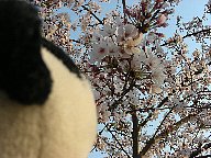 桜咲く
