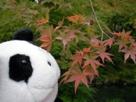もみじ