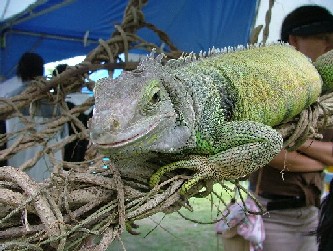 ふれあい動物コーナーで、イグアナ発見