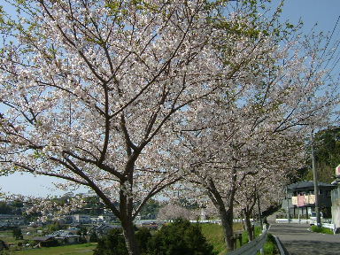 桜並木(*´▽`)♪