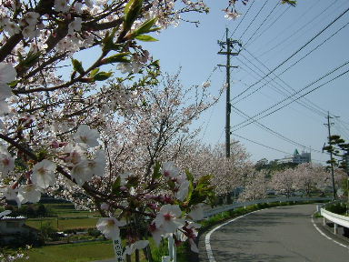 桜並木(*´▽`)緑の羽根♪