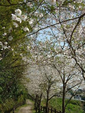 桜並木(*´▽`)遊歩道♪