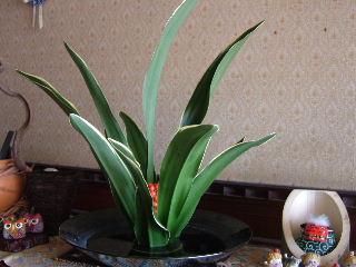 お正月お義母さま玄関のお花