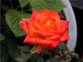 黄色地に赤の縁取りの元気色 ミニバラ メリー ラン 小さなバラと大きな薔薇 楽天ブログ
