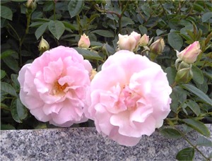 バラ園にて Cl 春霞 スプリングパル 小さなバラと大きな薔薇 楽天ブログ