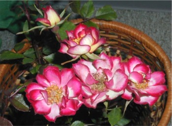 一重咲きながら 結構派手 ミニバラ あやにしき 小さなバラと大きな薔薇 楽天ブログ