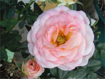 ミニバラ チュチュ オプティマ が開花 5月12日 小さなバラと大きな薔薇 楽天ブログ