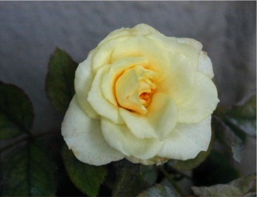 うどん粉まみれでも意外と元気 ミニ コルフ フォーエバー 小さなバラと大きな薔薇 楽天ブログ
