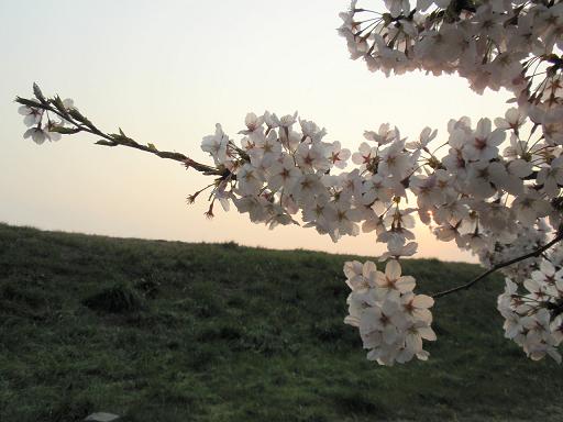 夕暮れ桜２.JPG