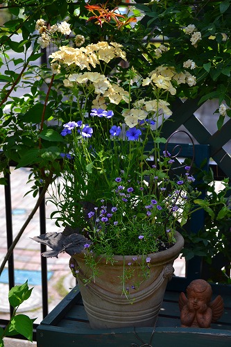 フロックス クリームブリュレ とビスカリア Garden 花 水 季 楽天ブログ