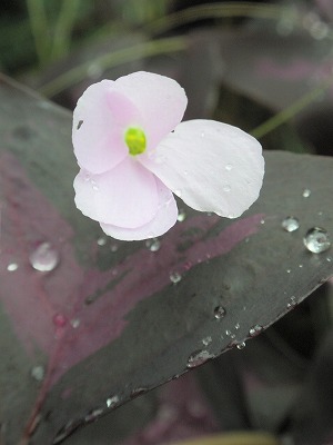 オキザリスの花.jpg