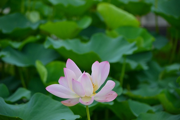 s-DSC_1414.jpg