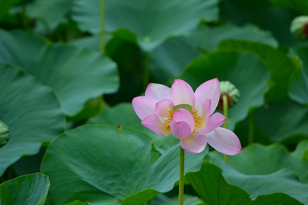 s-DSC_1436.jpg