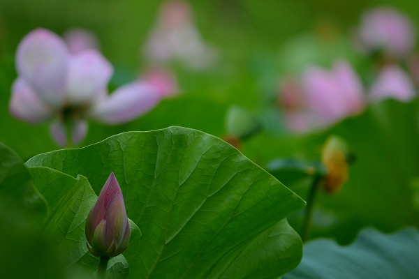 s-DSC_1488.jpg
