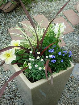 ニューサイランの寄せ植え.JPG