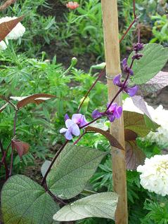 何の花？.JPG