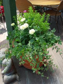 ショップ入り口の寄せ植え.JPG