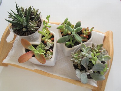 多肉ミニ寄せ植え.jpg