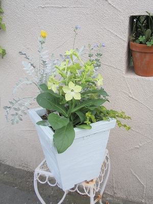 ニコチアナ寄せ植え.jpg