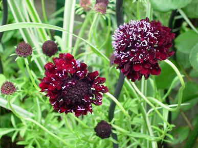 スカビオサ アトロパープレア種のなんだ Garden 花 水 季 楽天ブログ