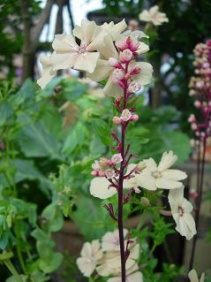 フロックスとヒューケラの花.JPG